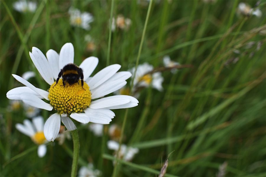 Bumblebee on ox-eye daisy